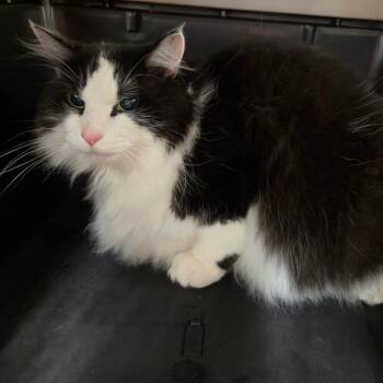 Murf -  Domestic Long Hair Cat for Adoption in Chattanooga, Tennessee - Murf | PetCurious