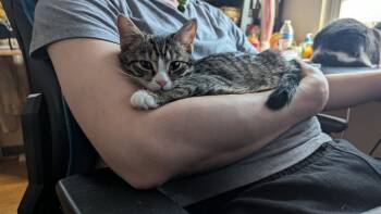 Rescue Domestic Short Hair and Tabby Cats for Adoption in Gaithersburg, Maryland - Polly | PetCurious
