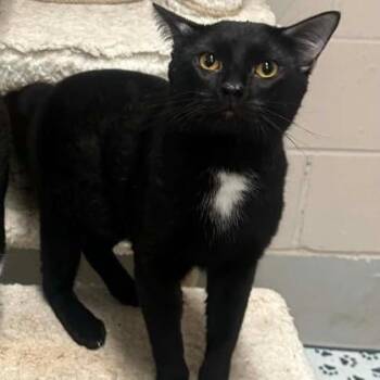 Fantum -  Domestic Short Hair Cat for Adoption in Rochester, Minnesota - Fantum | PetCurious