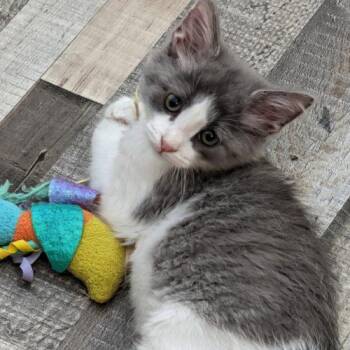 Corduroy -  Domestic Short Hair Cat for Adoption in Kenosha, Wisconsin - Corduroy | PetCurious
