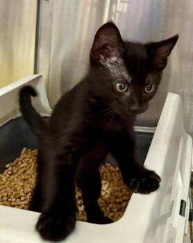 Domestic Short Hair Cats Available for Adoption in Ocala, Florida - Fender (Petsmart) | PetCurious