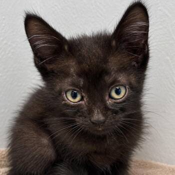 Yowler 30 -  Domestic Short Hair Cat for Adoption in Austin, Texas - Yowler 30 | PetCurious