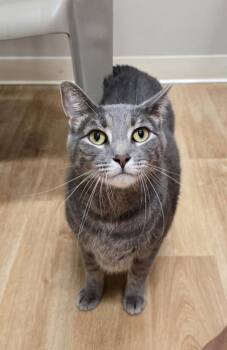 Rescue Domestic Short Hair Cats for Adoption in Woodstock, Illinois - Sushi | PetCurious