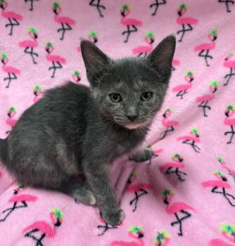 Rescue Domestic Short Hair Cats for Adoption in Tillsonburg, Ontario - TIC TAC | PetCurious