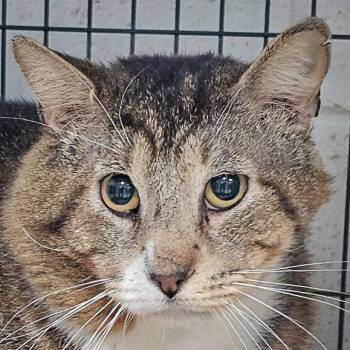 Tabby and Domestic Short Hair Cats Available for Adoption in Huntley, Illinois - Wiley | PetCurious