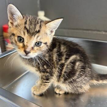 Domestic Short Hair Cats Available for Adoption in Tuscaloosa, Alabama - TUSC-Stray-84043 | PetCurious