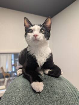 Mango -  Domestic Short Hair Cat for Adoption in Palm Harbor, Florida - Mango | PetCurious
