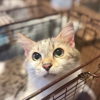 Trouble -  Domestic Medium Hair Cat for Adoption in Chicago, Illinois - Trouble | PetCurious
