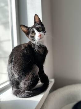 Rescue Domestic Short Hair and Tuxedo Cats for Adoption in Cottonwood Heights, Utah - Johanna | PetCurious