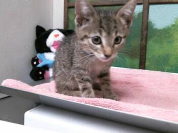 KIARA -  Domestic Short Hair Cat for Adoption in Houston, Texas - KIARA | PetCurious