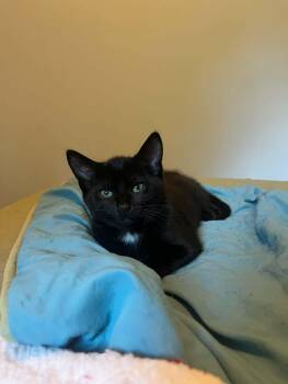Joanie -  Domestic Short Hair Cat for Adoption in Courtenay, British Columbia - Joanie | PetCurious