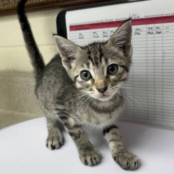 Turn 26-06-033 -  Domestic Short Hair Cat for Adoption in Bastrop, Texas - Turn 26-06-033 | PetCurious