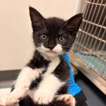 Gwen baby 6 -  Domestic Short Hair Cat for Adoption in Edinburg, Texas - Gwen Baby 6 | PetCurious