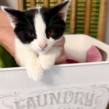 Hand Wash, Hang Dry -  Domestic Short Hair Cat for Adoption in Boerne, Texas - Hand Wash, Hang Dry | PetCurious