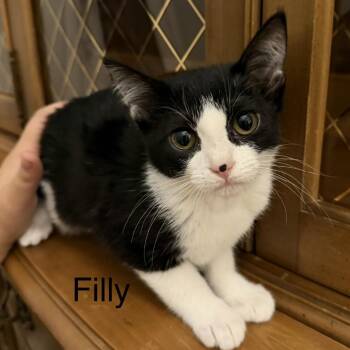 Filly -  Domestic Short Hair Cat for Adoption in Murfreesboro, Tennessee - Filly | PetCurious