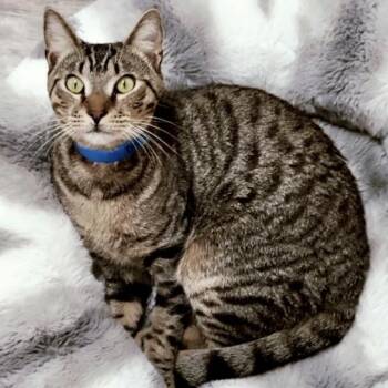 Barnabee -  Domestic Short Hair Cat for Adoption in Lakeland, Florida - Barnabee | PetCurious