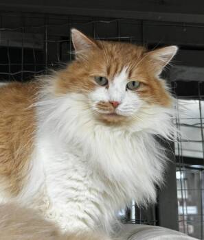 Domestic Medium Hair Cats Available for Adoption - Tad (Bonded With Wilma) | PetCurious