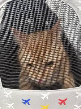 ELVIS -  Domestic Short Hair Cat for Adoption in Dallas, Texas - ELVIS | PetCurious