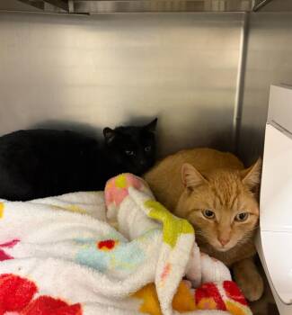 Domestic Short Hair Cats Available for Adoption - Pongo | PetCurious