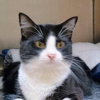 Domestic Medium Hair Cats Available for Adoption in Palestine, Texas - Mr. Mistoffelees | PetCurious