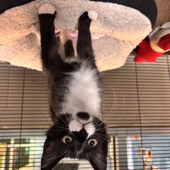 Lucious -  Domestic Short Hair Cat for Adoption in Charleston, South Carolina - Lucious | PetCurious