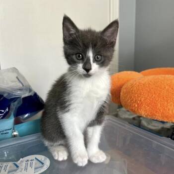 Domestic Short Hair Cats Available for Adoption in Harrisonburg, Virginia - Monk | PetCurious