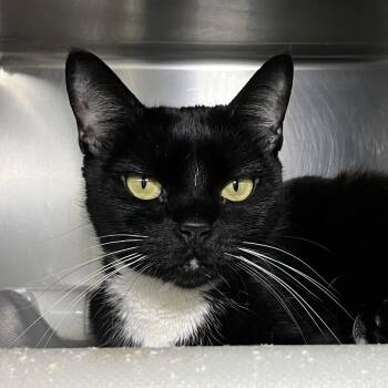 Domino -  Domestic Short Hair Cat for Adoption in Palm Springs, California - Domino | PetCurious