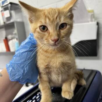 Creek -  Domestic Short Hair Cat for Adoption in Summerville, South Carolina - Creek | PetCurious