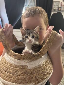 Cosmo (Napa Petco) -  Tabby Cat for Adoption in Vacaville, California - Cosmo (Napa Petco) | PetCurious