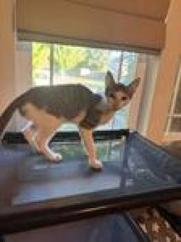 Pixie -  Domestic Short Hair Cat for Adoption in Chico, California - Pixie | PetCurious