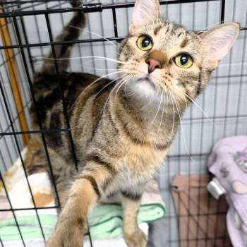 Indy -  Domestic Short Hair Cat for Adoption in Michigan City, Indiana - Indy | PetCurious