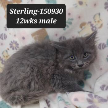 Domestic Medium Hair Cats Available for Adoption in New Tazewell, Tennessee - Sterling | PetCurious