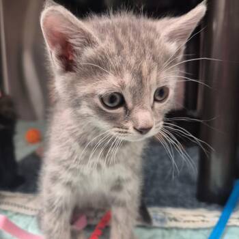 American Shorthair Cats Available for Adoption in Kingman, Kansas - Elara | PetCurious