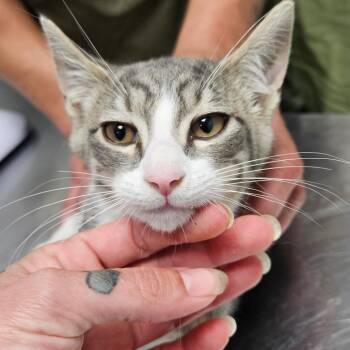 Skye -  Domestic Short Hair Cat for Adoption in Oneonta, New York - Skye | PetCurious
