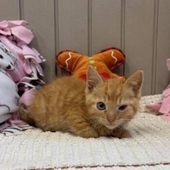 Domestic Short Hair Cats Available for Adoption in Long Beach, California - Quatro | PetCurious