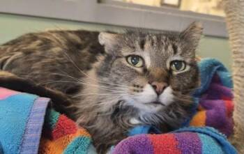 Domestic Short Hair Cats Available for Adoption in South Bend, Indiana - Ellie | PetCurious
