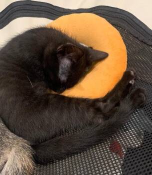 Taki - Snack Pack -  Bombay Cat for Adoption in Anthem, Arizona - Taki - Snack Pack | PetCurious