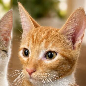 MJ (McQueen) -  Domestic Short Hair Cat for Adoption in Guaynabo, Guaynabo - MJ (McQueen) | PetCurious