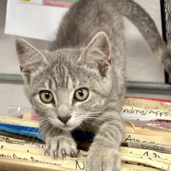 Cricket -  Domestic Short Hair Cat for Adoption in Charles City, Iowa - Cricket | PetCurious