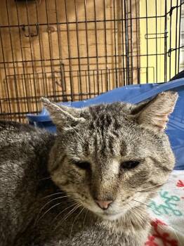 Door Dash -  Domestic Short Hair Cat for Adoption in Rice Lake, Wisconsin - Door Dash | PetCurious