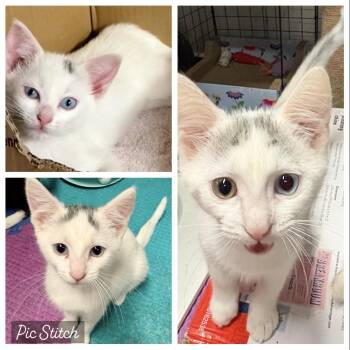 DOT, KHALEESI & ALFALFA L -  American Shorthair Cat for Adoption in New York, New York - DOT, KHALEESI & ALFALFA L | PetCurious