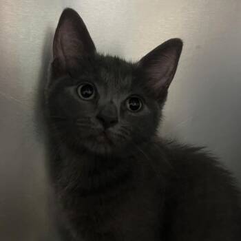 Baby Ruth -  Domestic Short Hair Cat for Adoption - Baby Ruth | PetCurious