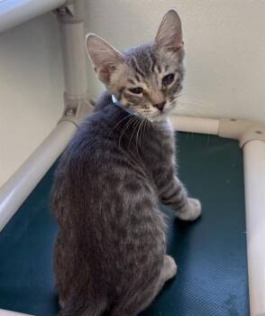 JOHNNY -  Domestic Short Hair Cat for Adoption in Visalia, California - JOHNNY | PetCurious