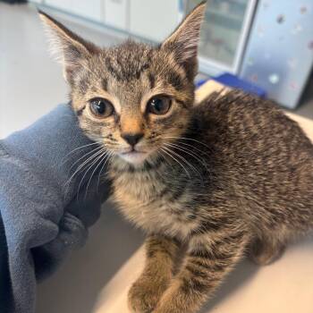 McZeely -  Domestic Short Hair Cat for Adoption in Huntington, West Virginia - McZeely | PetCurious