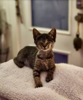 Rescue Domestic Short Hair Cats for Adoption in Casselberry, Florida - Clara | PetCurious