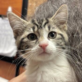 Nadia -  Domestic Medium Hair Cat for Adoption in Sonora, California - Nadia | PetCurious