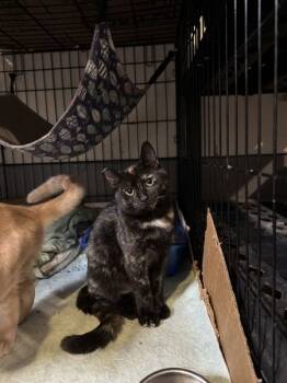 Rescue Domestic Short Hair Cats for Adoption in Kingston, New York - Sabrina | PetCurious