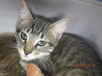 Domestic Short Hair Cats Available for Adoption in Marietta, Georgia - (635) | PetCurious
