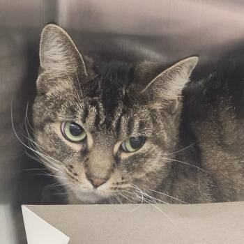 Sandy -  Domestic Short Hair Cat for Adoption in Tampa, Florida - Sandy | PetCurious