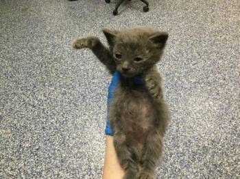 Domestic Short Hair Cats Available for Adoption in Thousand Palms, California - A1913626 | PetCurious